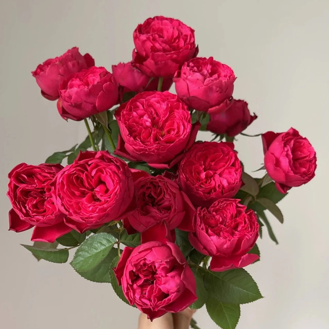 福利品【皇家胭脂】3加仑根接露天苗，大花、浓香，勤花