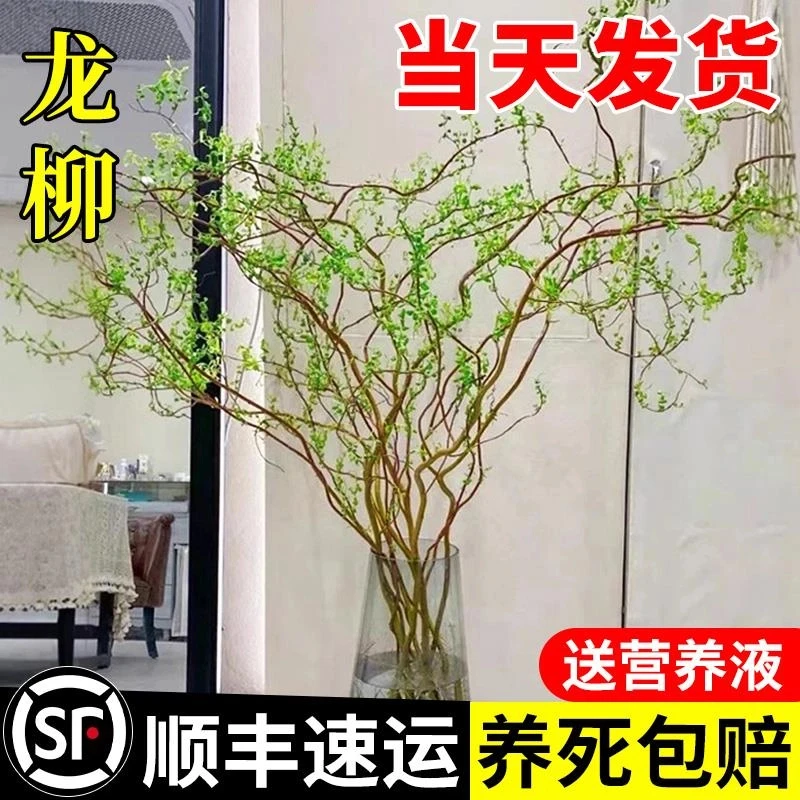 龙柳鲜枝水培植物室内好养活绿植客厅干支雪柳富贵竹水养花卉盆栽
