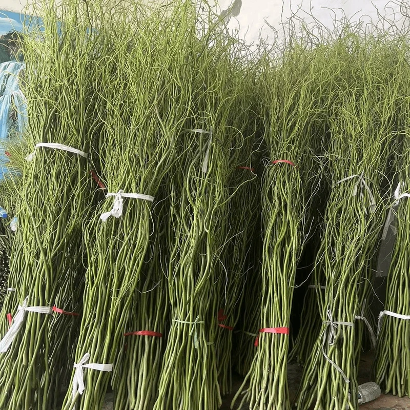 国风龙柳修剪鲜枝根部插花装饰绿植修剪花卉自然绿植盆栽修剪植物