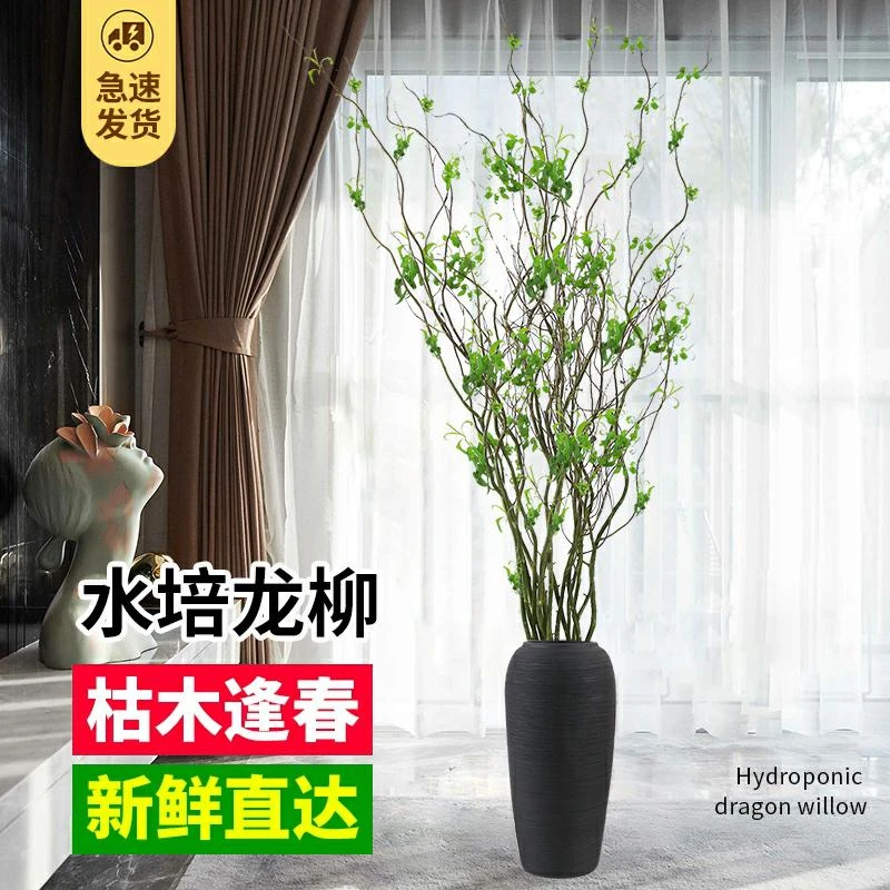 龙柳鲜枝水养室内绿植客厅落地四季绿植好养家居装饰懒人水培植物