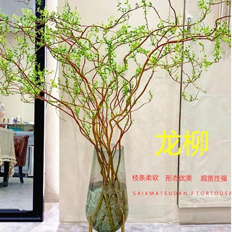 茶室绿植龙柳鲜切枝富贵竹客厅水培网红绿植物花卉室内盆栽好养活