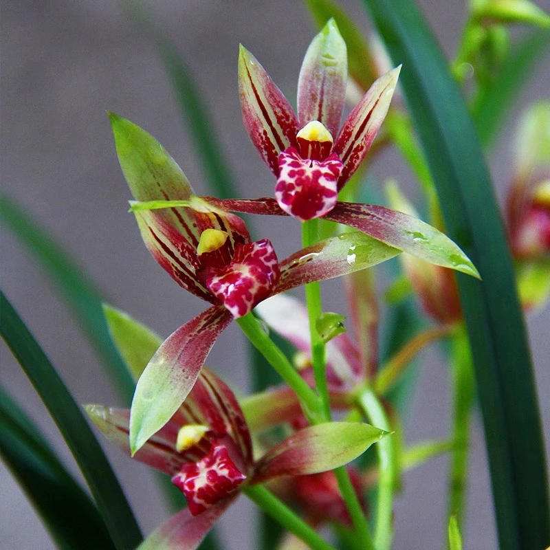 建兰【小国魂】逸红双娇 6月到12月花期 浓香型
