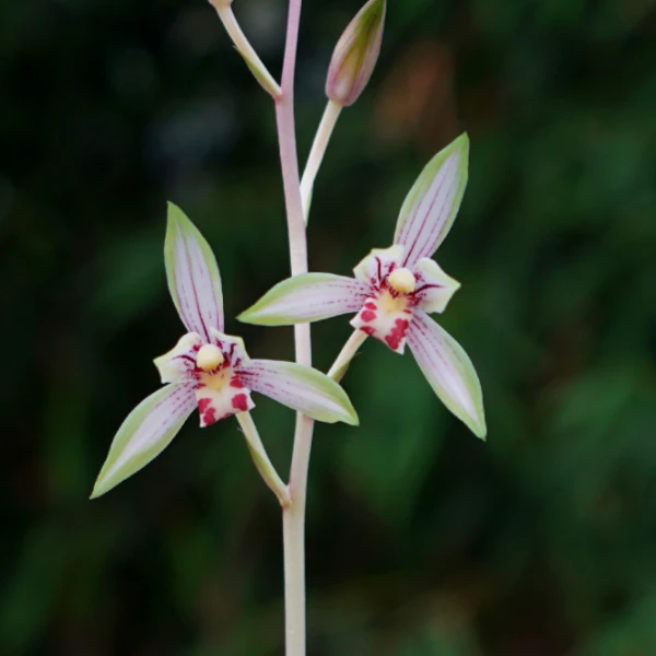 建兰【高山春色】浓香型双艺铭品花期6-11月份