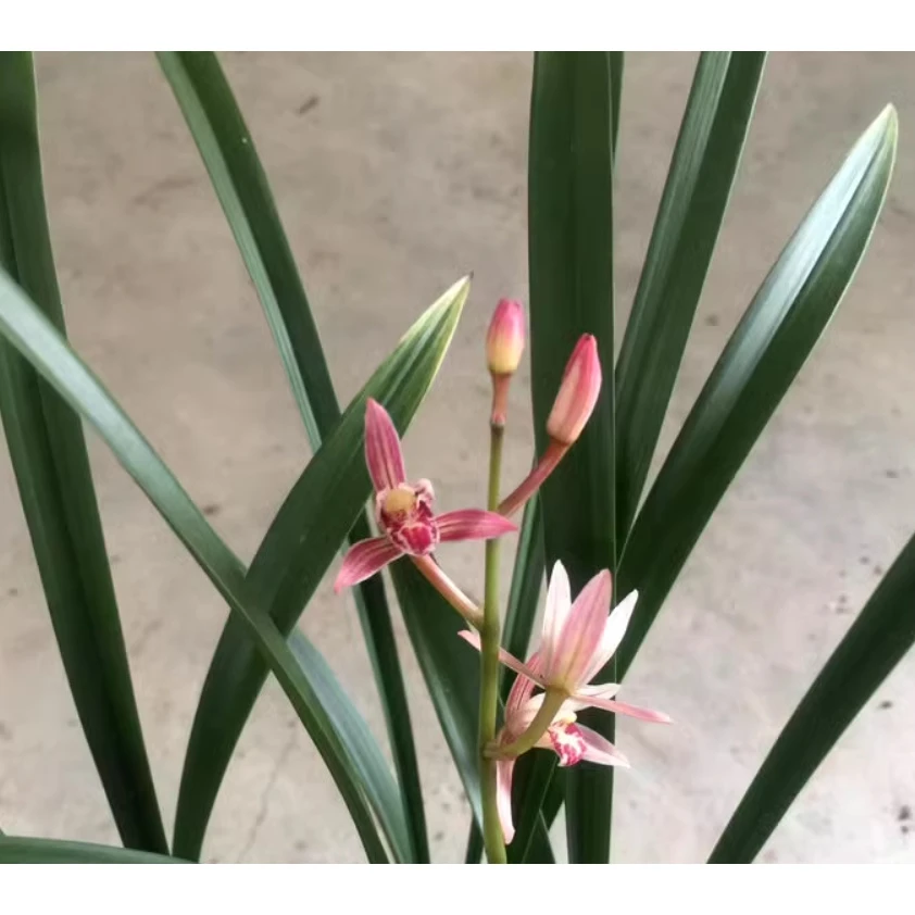 建兰【红香妃 】花色粉红娇美 花期6-11月份新芽雪白
