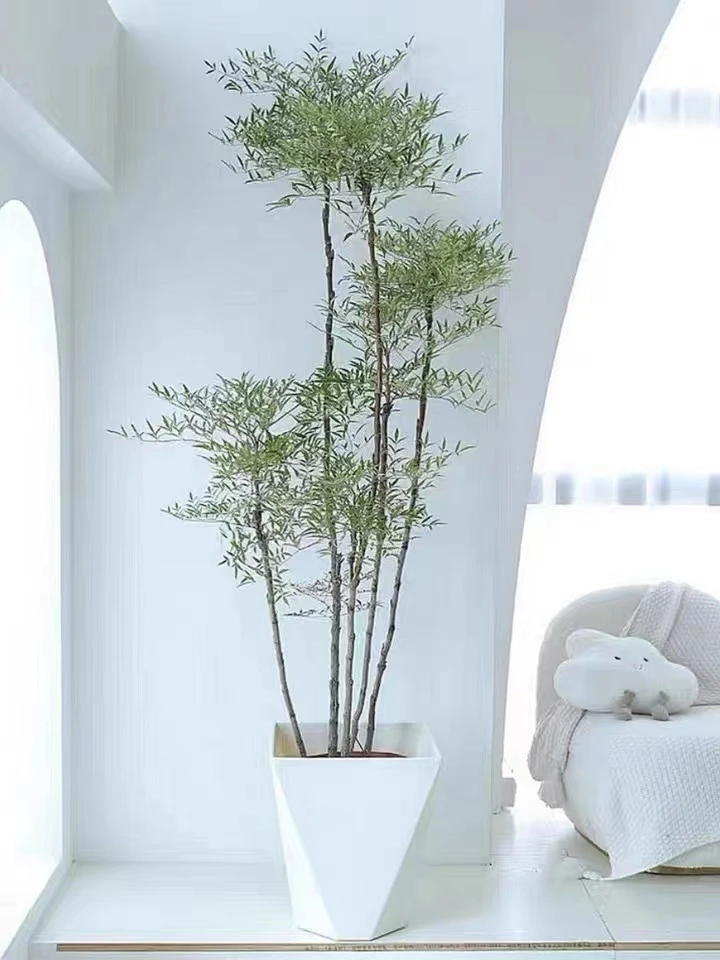 南天竹树苗绿化苗木庭院观果观叶植物南天竺火焰红天竹苗盆景盆栽