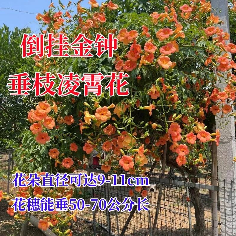 倒挂金钟垂枝凌霄花耐寒耐旱花期长多季节开花庭院阳台攀援花卉