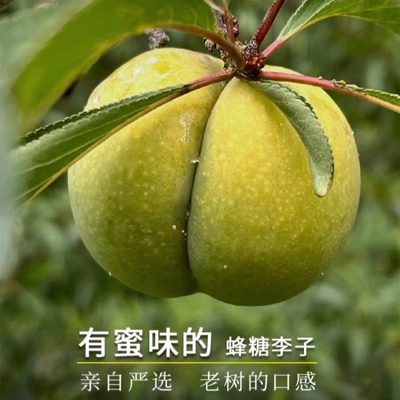 【正宗蜂糖李】四川特大蜂糖李子四川李子蜂糖李大果5斤应季水果