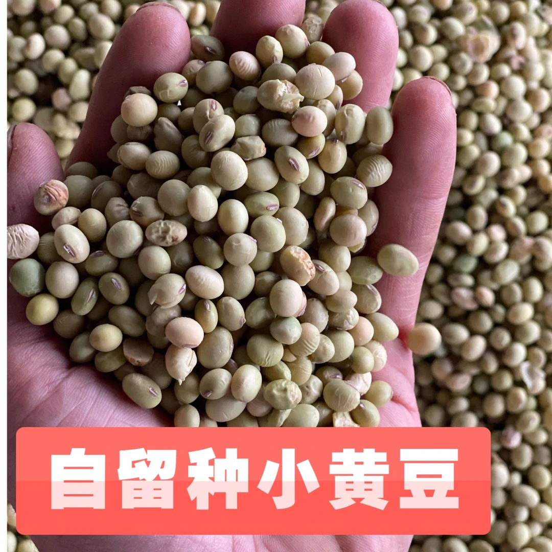 湖北恩施双河富硒农家种植小黄豆  王晓宇