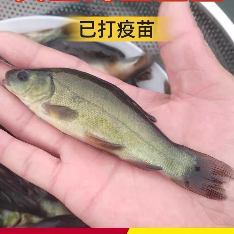 宠物观赏鱼 四川发货丁桂鱼 丁贵鱼 耐活 淡水