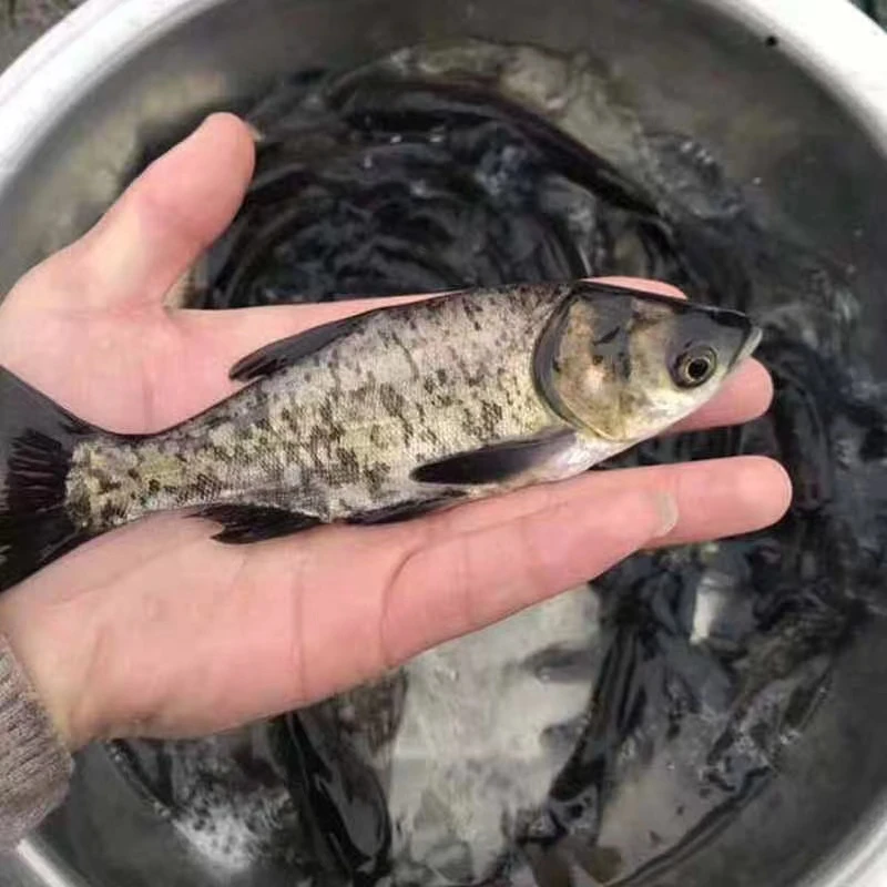四川发货 黑花鲢 大头鱼 胖头鱼活体发货包活