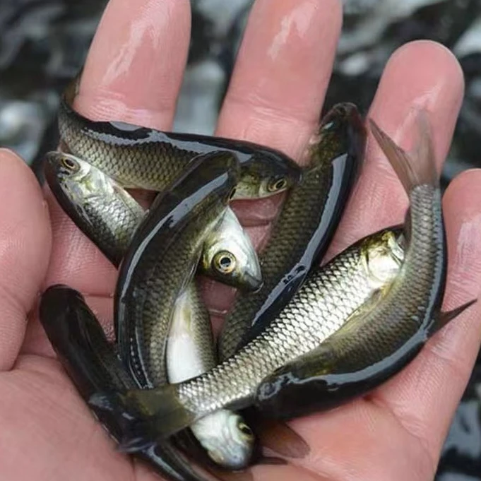 宠物观赏鱼 四川发货草鱼淡水养殖食用皖鱼 四大家鱼