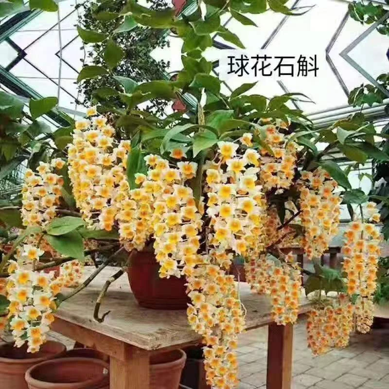 球花石斛兰开花漂亮不用土的植物