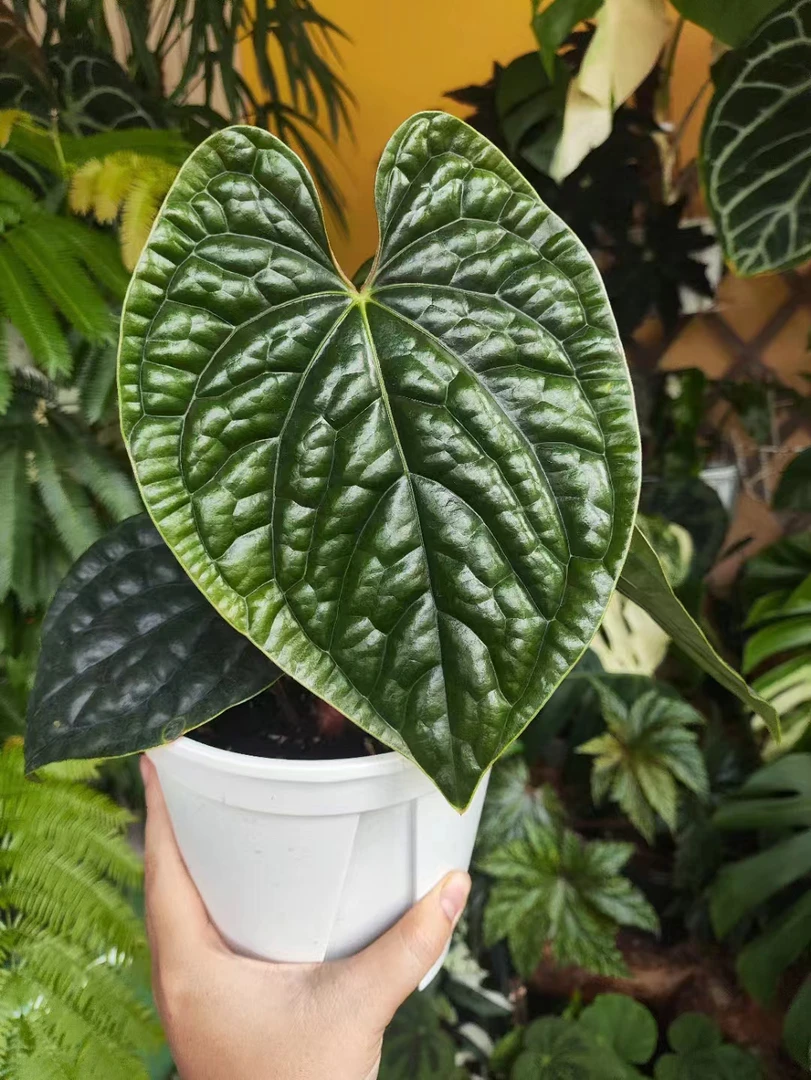 奢华花烛 肌理感观叶原种热植室内好养耐阴盆栽