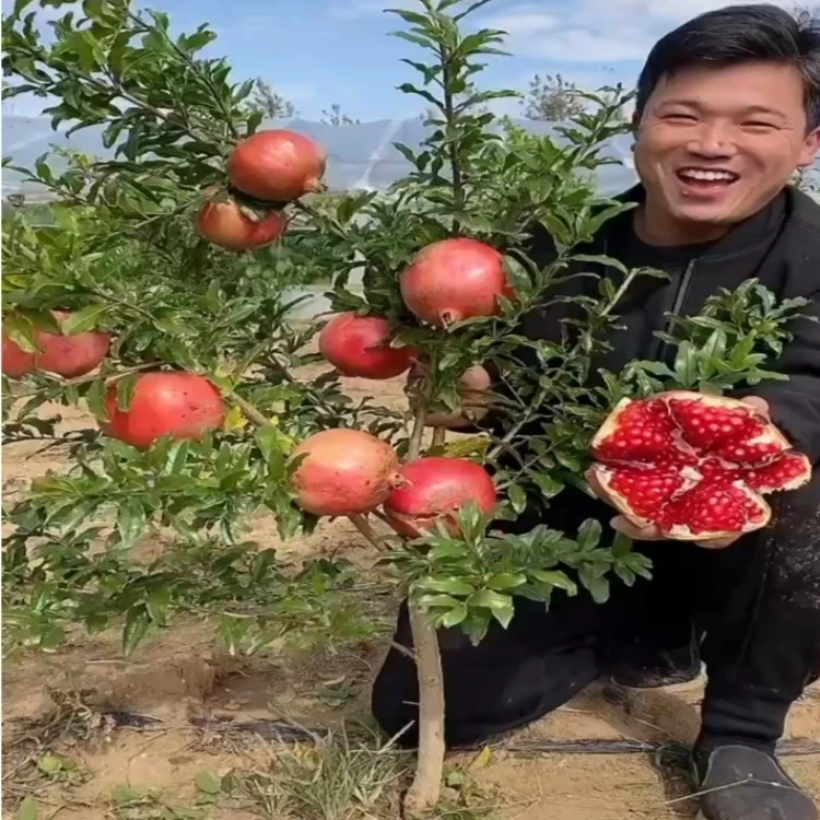 石榴树树苗突尼斯软籽石榴苗盆栽庭院果树