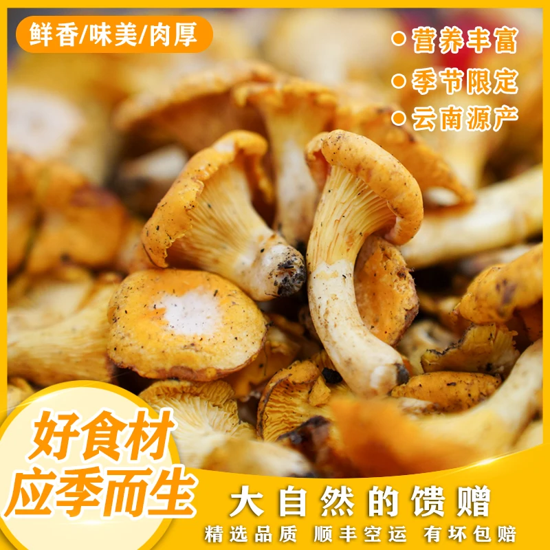 云南新鲜野生菌【精品鸡油菌】500g 1000g顺丰空运包邮