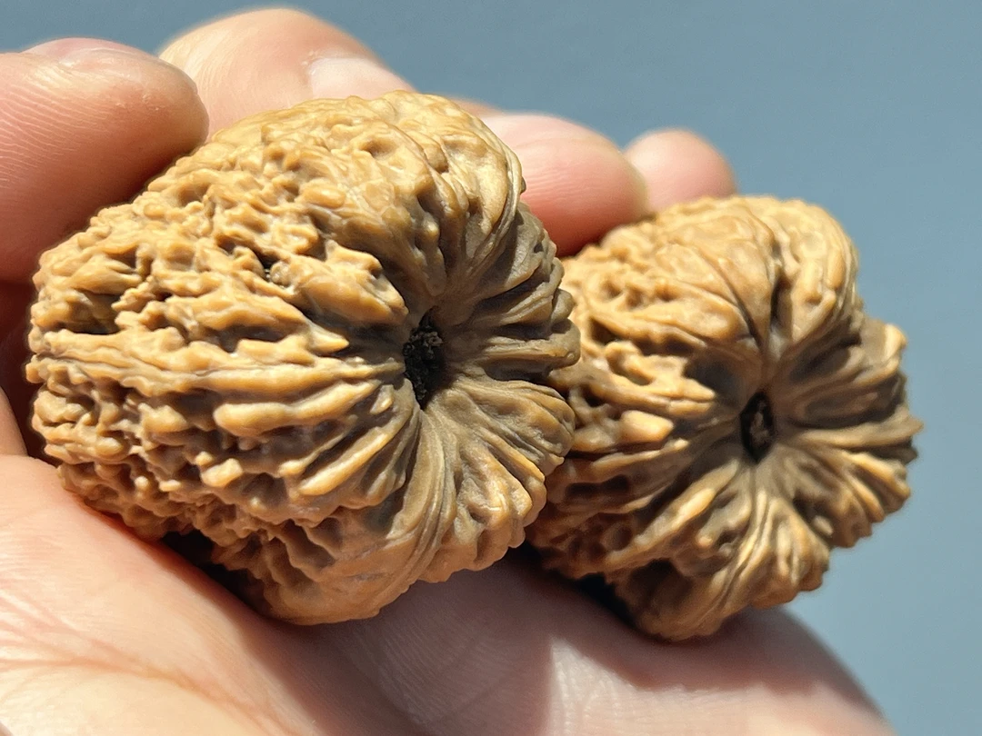 涿鹿卷边拉丝蚂蚁纹凹底留疤老树白茬陈果南疆石南将石文玩核桃