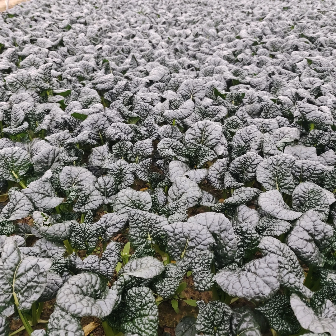 宝应本地农户种植玉米