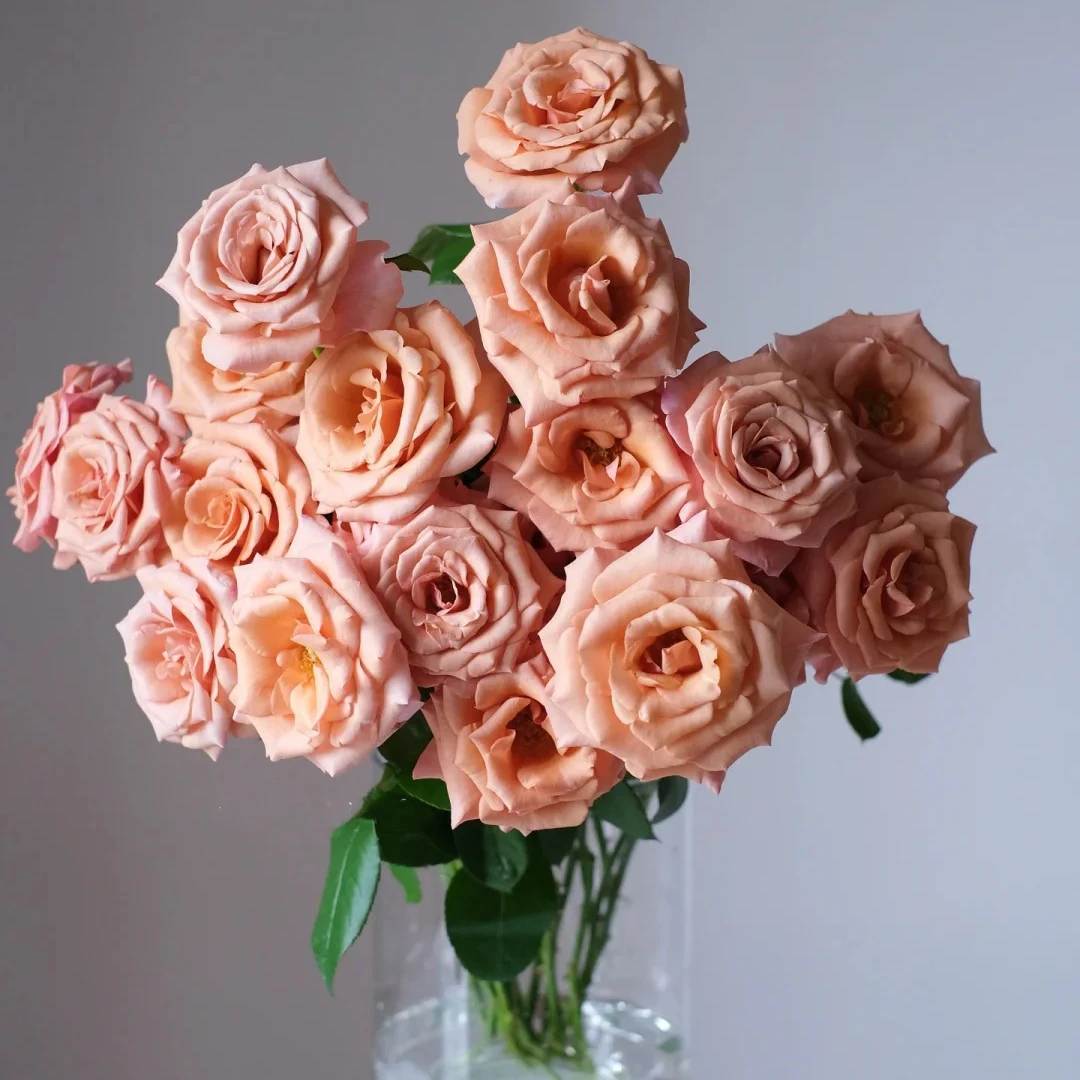 【云艺花舍】A级鲜花（珍珠贝母）单头玫瑰-生活鲜切花-家居摆件插花
