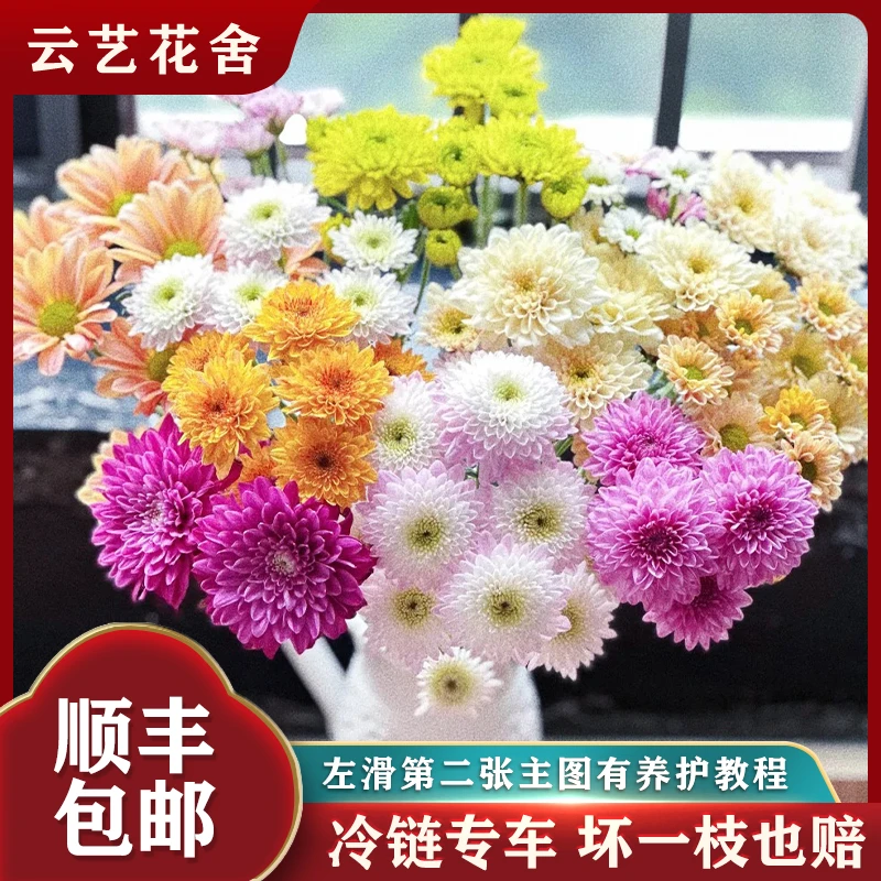 【云艺花舍】A级鲜花（混色小菊）菊花-生活鲜切花-家居摆件插花