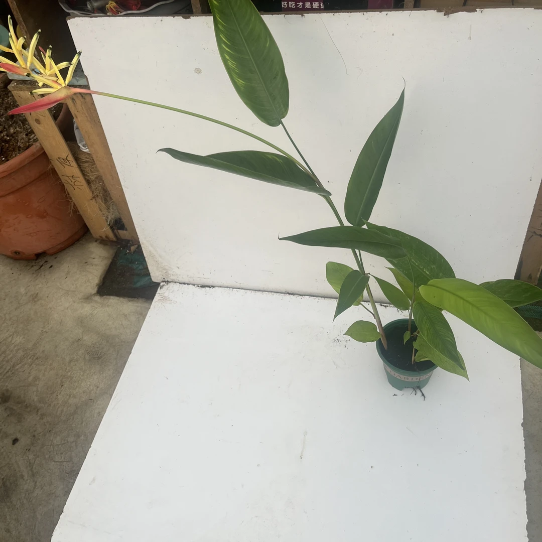 鹤望兰富贵鸟常年开花
