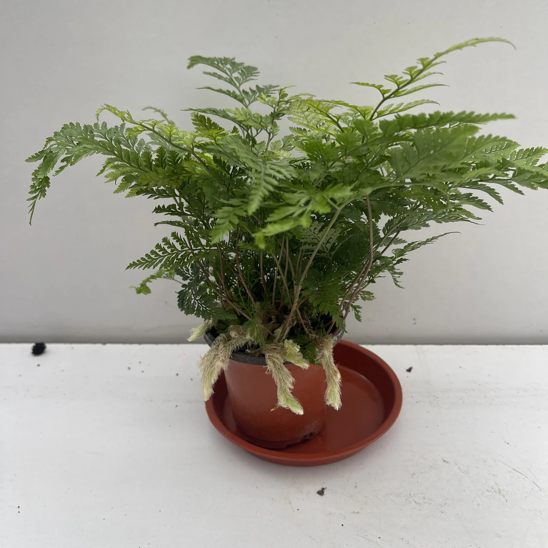 狼尾蕨盆栽植物小蕨银线蕨室内桌面蕨类绿植墙微景观雨林缸耐阴寒