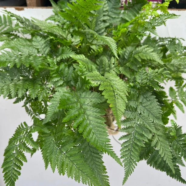 挂板苔藓蓝尾蕨植物造景盆栽绿植