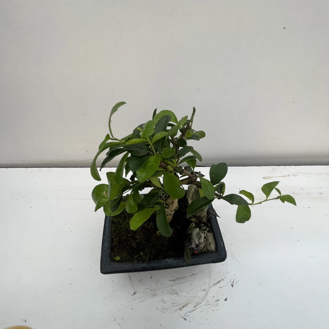 附石福建茶盆景陶瓷盆