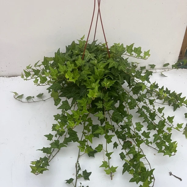 常春藤吊兰垂吊植物四季常绿