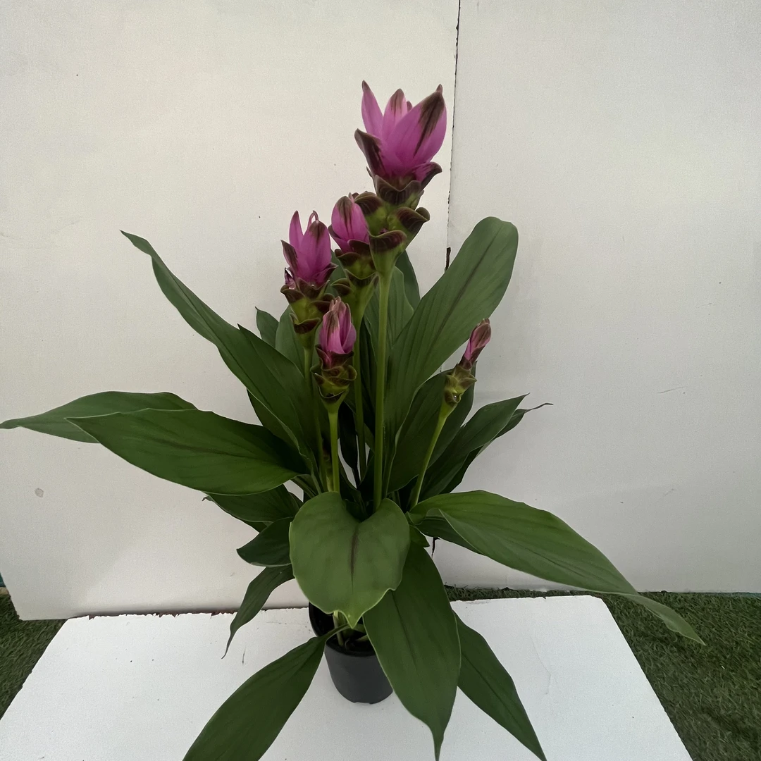 姜荷花由于粉红色的苞片酷似荷花，且为姜科植物，也被称为郁金香