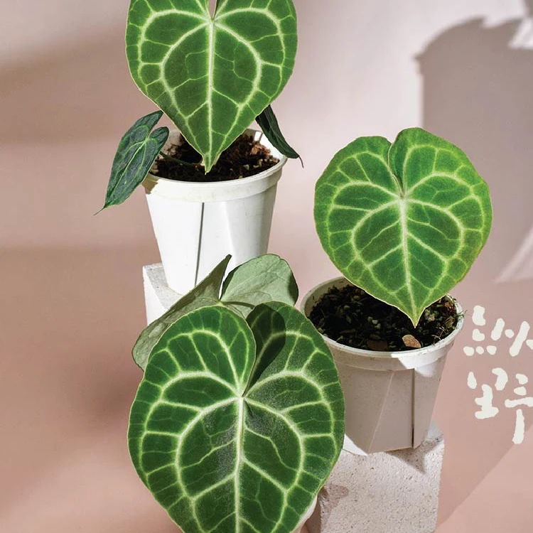 纵野 / 克莱恩花烛 天南星科室内观叶植物客厅装饰绿植好养活