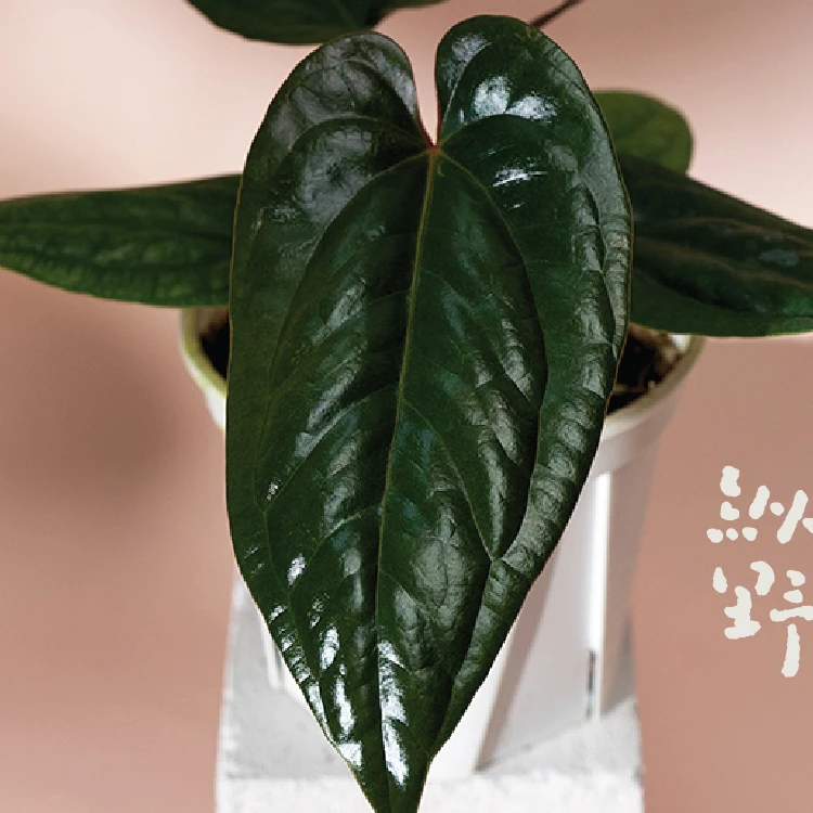 纵野 / 小羊皮杂奢华 热带观叶植物室内绿植盆栽