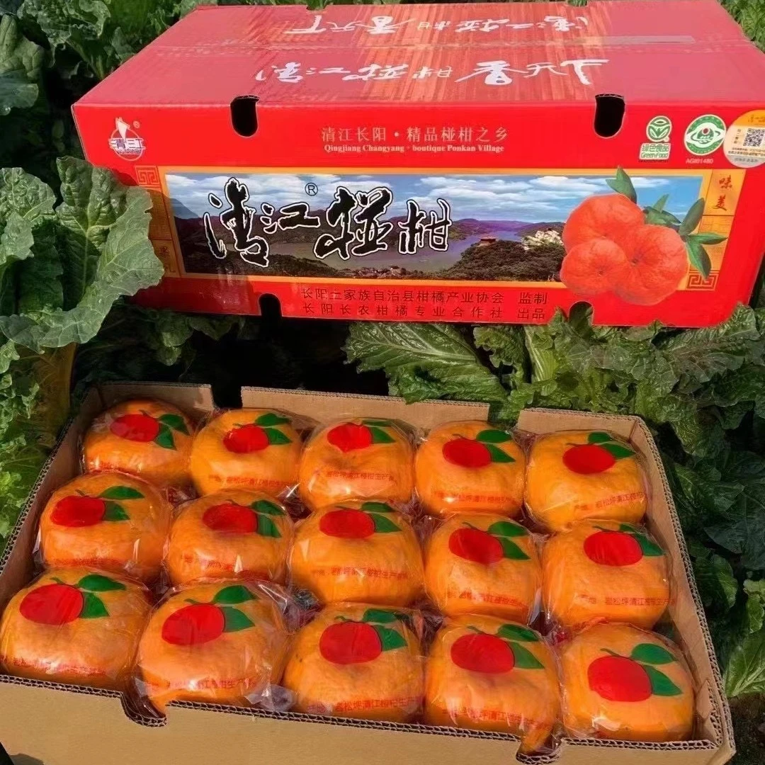 长阳清江椪柑芦柑超特级大果绿色无污染现摘现发新鲜时令水果包邮