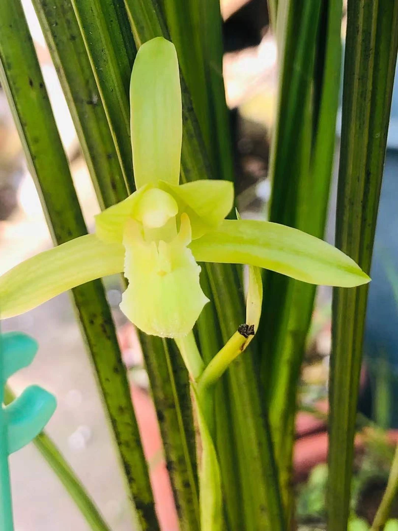 各类素花均有苗出