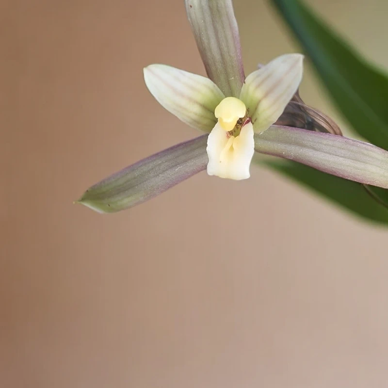 本地蕙兰送春。芳香扑鼻