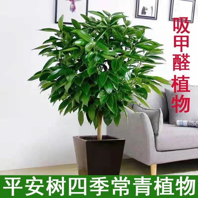平安树盆栽四季常青植物室内客厅吸甲醛净化空气绿植幸福树苗好养