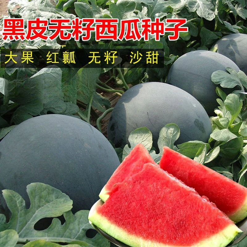 黑皮无籽西瓜多汁早熟薄皮沙瓢新鲜水果西瓜无籽农家自种西瓜