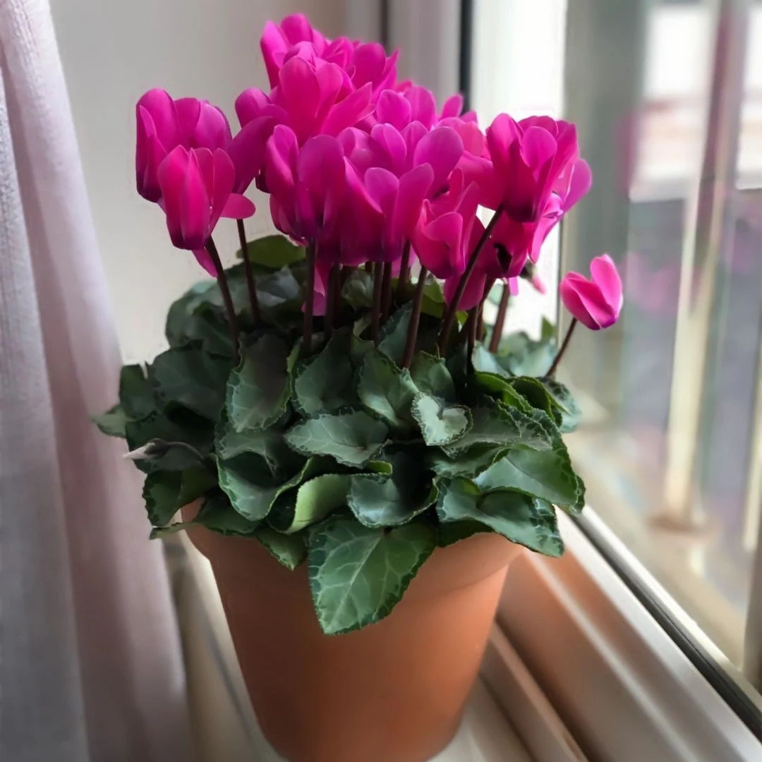 四季开花耐寒冬季开花仙客来种子低温室内室外好种易活懒人种子