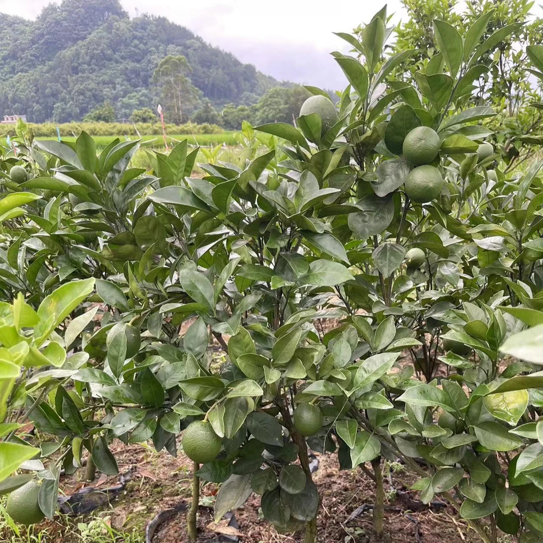赣南脐橙移栽苗绿植盆栽