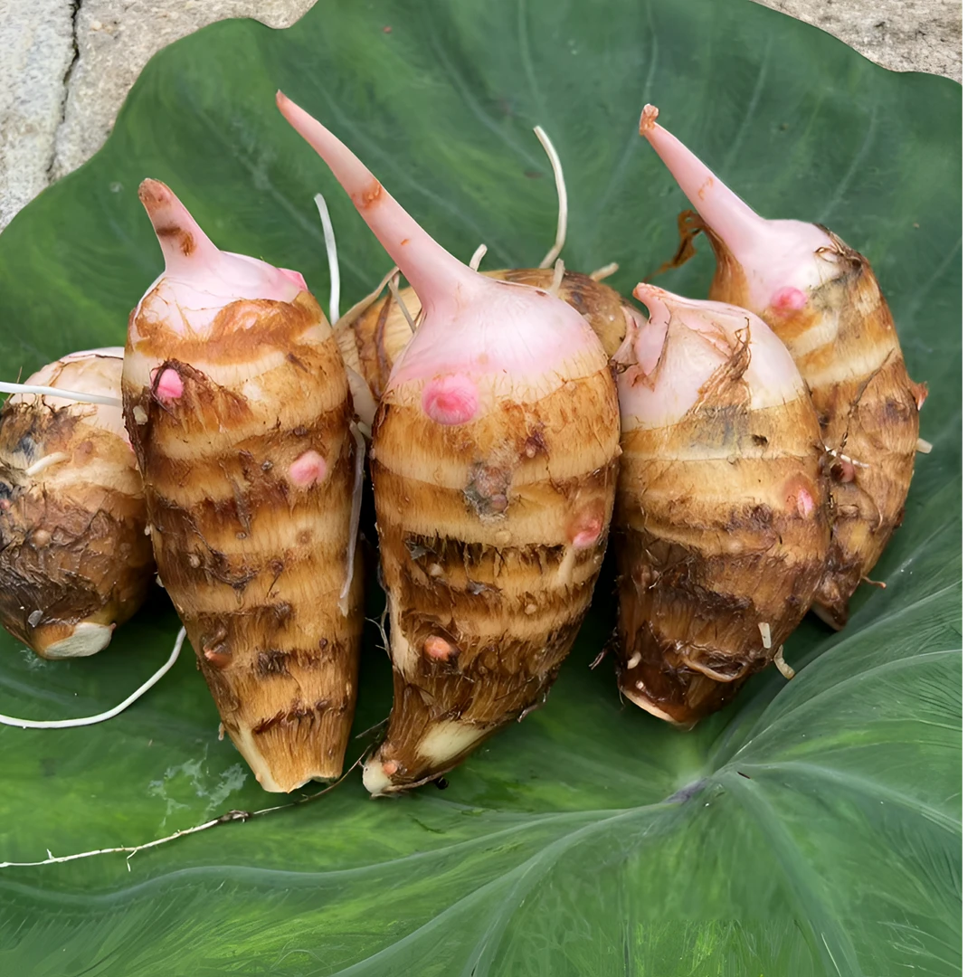 江西赣南农家红芽芋头芋艿小芋头毛芋芋子软糯滑优选