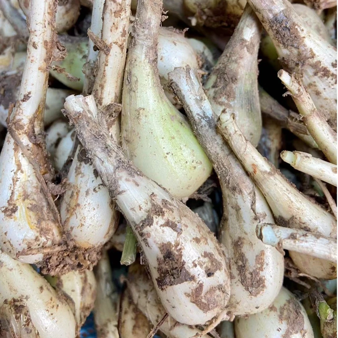 赣南农产品农家乡村种植当季荞头藠头食用1斤/3斤/5斤腌制做泡菜