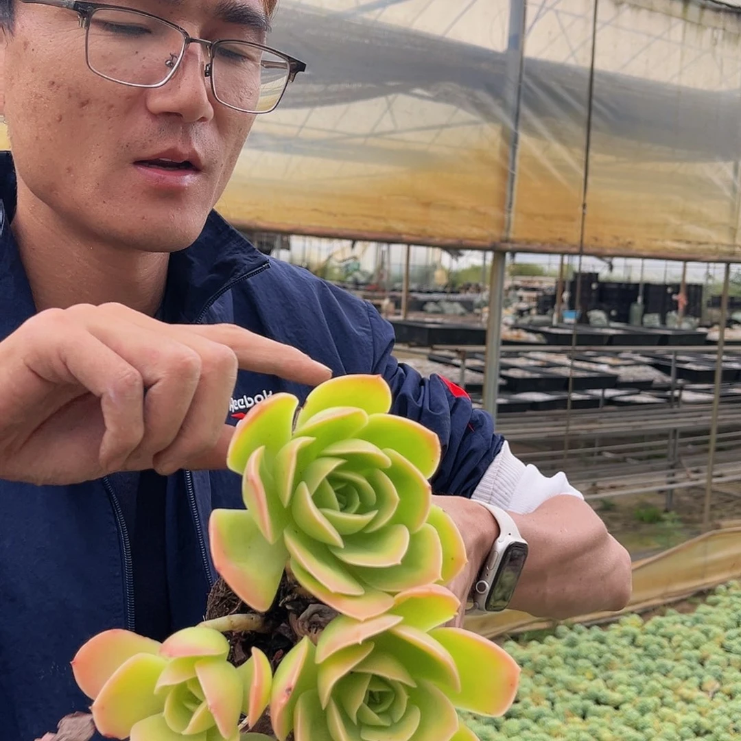 星娜塔多肉植物8.99