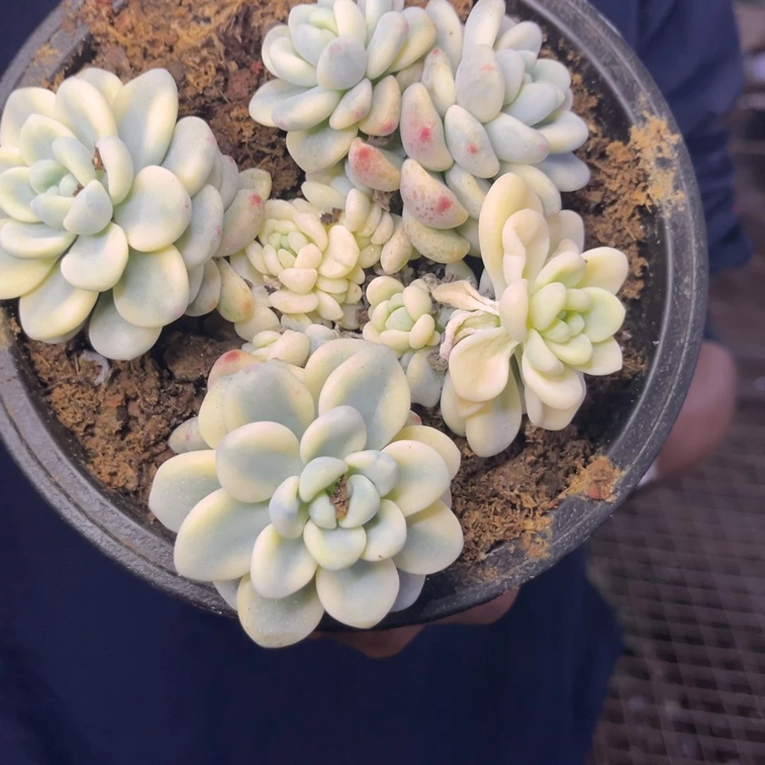 尺寸12厘米9.99元劳尔锦