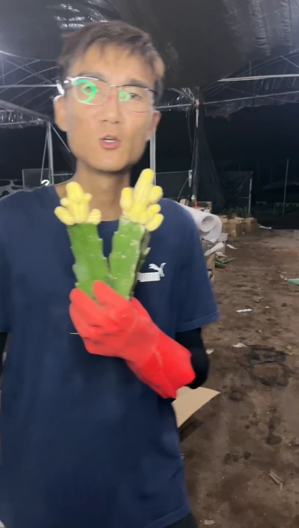 【闪购商品】8.18-21黄山吹两颗9.99