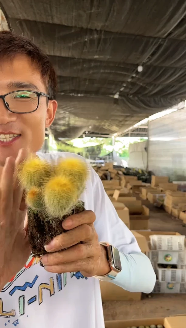 【闪购商品】7.16-37实生多头金丝猴9.99