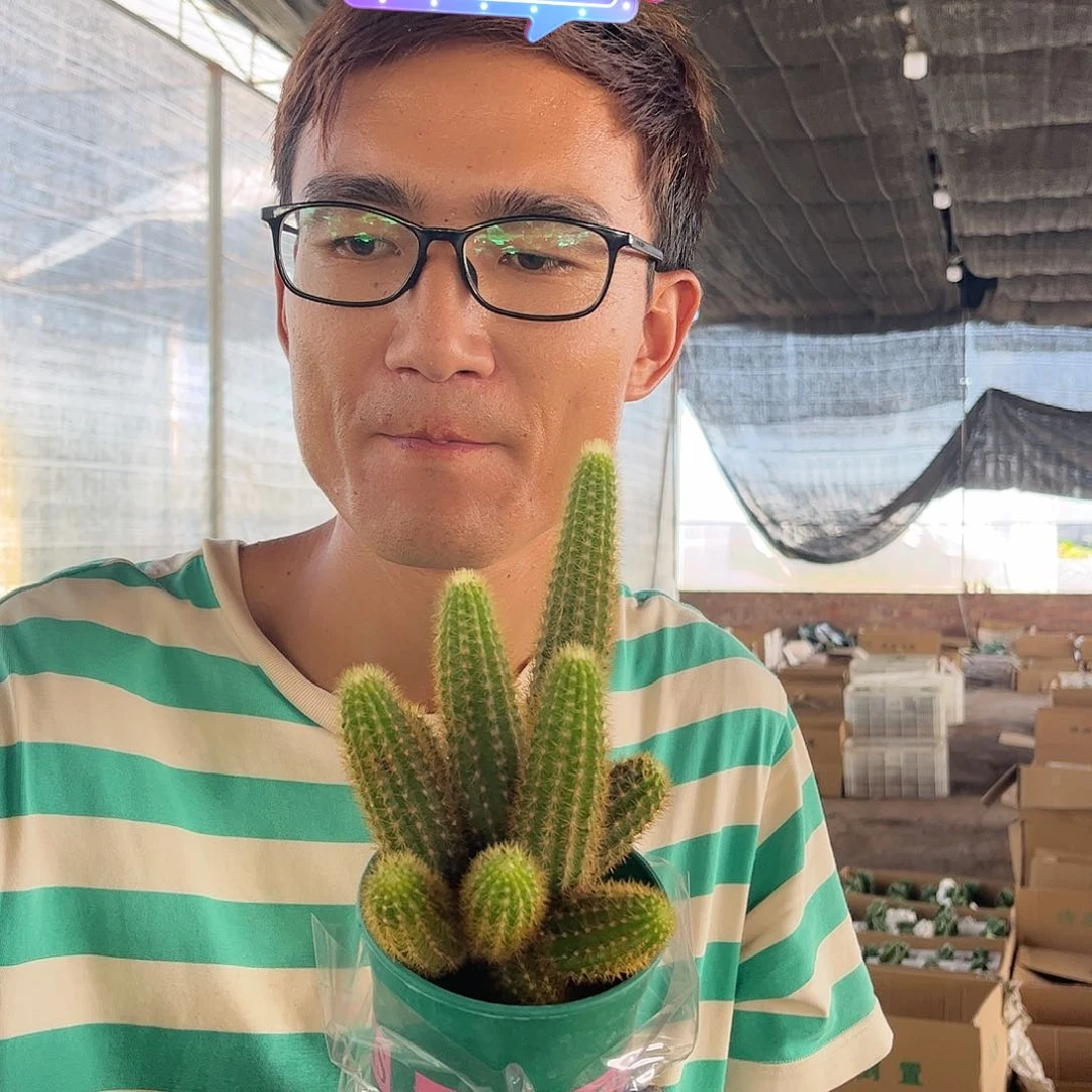 紫水晶金妞15.99