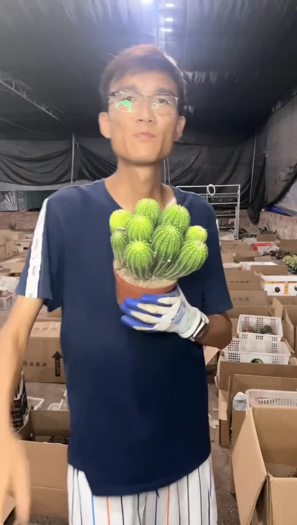 【闪购商品】8.30黑金刚群七头起12.99