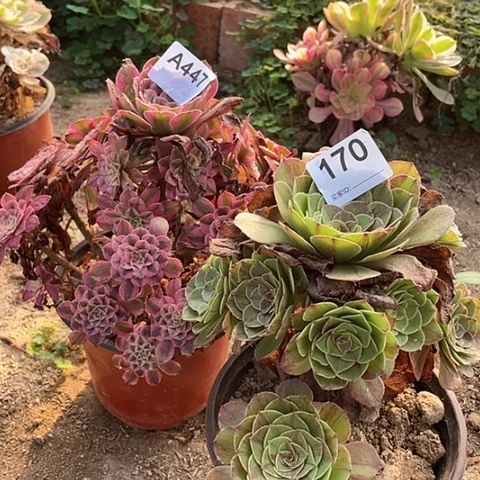 红铜白花月夜多肉植物447170