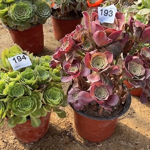 抹茶魅金多肉植物194193