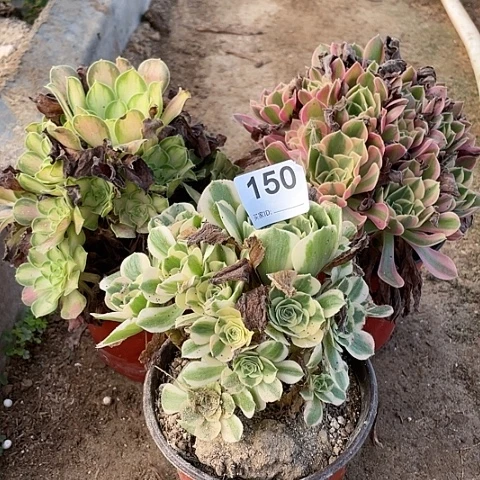 迈巴赫邵华多肉植物150