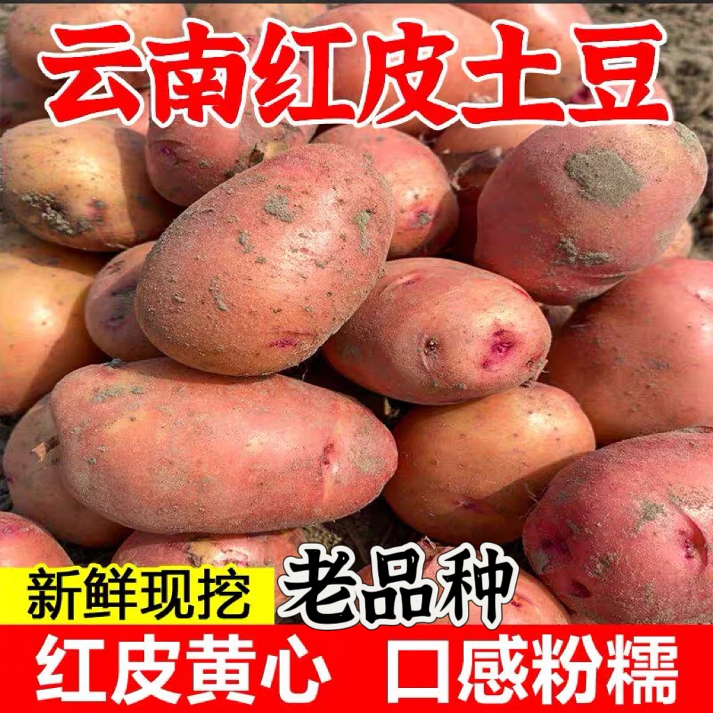 云南土豆红皮黄心 【老品种】软糯清香新鲜新鲜新鲜营养食用饱满